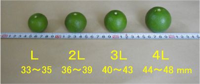 スダチのサイズはL〜4L程度まであります。すだちの大きさ・等級により仕分けされますが、大きさや等級で品質(味)が変わることはまずありません。