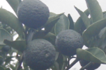 すだちはユズの近縁種であり、日本では古来から馴染みのある柑橘類である。
