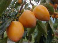 �����`�ɂ���ƃr�b�N���I�������`�͂����ւ�Â��Ȃ�܂��B