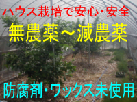 �n�E�X�͔|�ɂ����S�E���S�Ȗ��_��̍��Y�������������I