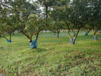 naginatagaya-11.jpg (50660 �o�C�g)