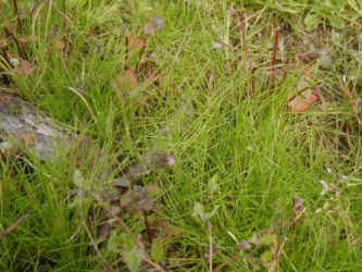 naginatagaya-14.jpg (53103 �o�C�g)