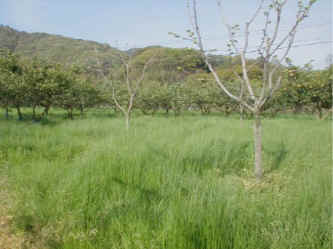 naginatagaya-15.jpg (37079 �o�C�g)