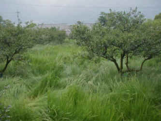 naginatagaya-16.jpg (33988 �o�C�g)