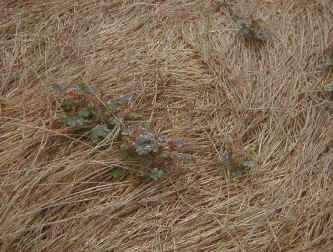 naginatagaya-22.jpg (104949 �o�C�g)