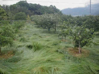 naginatagaya-26.jpg (74285 �o�C�g)