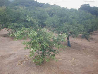 naginatagaya-28.jpg (66847 �o�C�g)