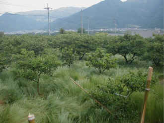 naginatagaya-29.jpg (67817 �o�C�g)