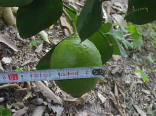 remon-10.jpg (65579 �o�C�g)