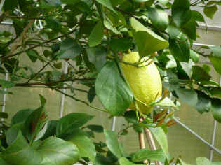 remon-15.jpg (95042 �o�C�g)