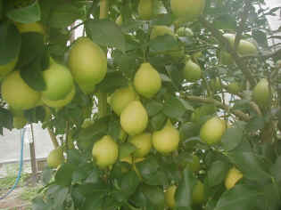 remon-18.jpg (52336 �o�C�g)