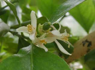 remon-3.jpg (39894 �o�C�g)