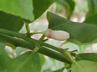 remon-4.jpg (36287 �o�C�g)