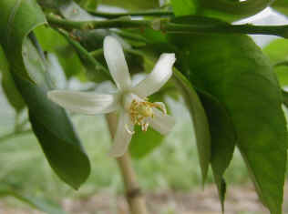 remon-5.jpg (34484 �o�C�g)