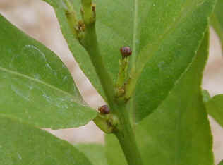 remon-6.jpg (37362 �o�C�g)